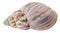 Seashell isolated. Sea snail on white background