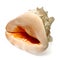 Seashell isolated on a white background