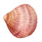 Seashell on isolated white background, watercolor illustration