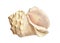 Seashell on isolated white background, watercolor illustration