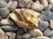 Seashell laid on the beach pebbles with tiny shells, close up