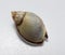 seashell macro photo. close up single object detail photograph.