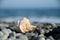 Seashell, marine life on sea beach. Vacation, travel