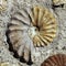 Seashell Mollusk Ammonite Fossil background