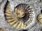 Seashell Mollusk Ammonite Fossil background
