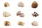 Seashell mosaic collection