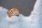 Seashell nautilus on sea beach under live action sea wave