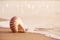 seashell nautilus on sea beach with waves under sunrise sun light