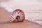 seashell nautilus on sea beach with waves under sunrise sun light
