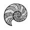 Seashell nautilus. Sea shell set engraving illustration is