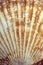 Seashell ocean shell or sea shell texture close up. Shell pattern