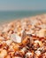Seashell with open valves on the summer beach near sea water.