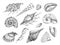 Seashell pencil sketch vector set. Sea shell vintage etching engraved drawing. Conch, nautilus, scallop, clam shellfish.