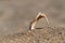 Seashell of rapana venosa rapa, sea snail, conchifera on the sand on the beach, beige blurred background