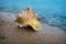 Seashell on sand of the beach in sunlight, background, close up