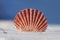 Seashell on sand with blue background