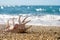 Seashell on the sand of seashore or beach