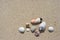 Seashell and sand texture background