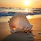 seashell on a sandy beach, with the backdrop of a great sunset over the ocean.