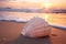 seashell on a sandy beach, with the backdrop of a great sunset over the ocean.