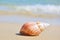 Seashell on the sea shore