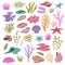 Seashell seaweeds corals. Color underwater conches, hawaii beach elements, reefs wildlife, beautiful ocean nature, shell