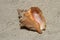 Seashell on the small island of Tobacco Caye, Belize