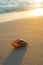 Seashell on Sunset Beach