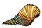 Seashell. Vector illustration.