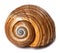 Seashell of very large sea snail & x28;Tonna galea or giant tun& x29;