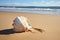 a seashell washed up on a sandy shore