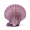 Seashell on white background