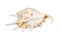 Seashell on white background.The exotic sea shell with spikes.