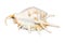 Seashell on white background.The exotic sea shell with spikes.