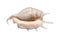 Seashell on white background.The exotic sea shell with spikes.