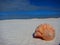 Seashell on a white sandy beach