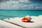 Seashell on wooden background and caribbean sea.