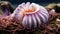 Seashells background texture close up. Closeup of beautiful colorful sea shells in different shapes, coral and starfish