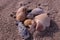 The Seashells on the beach of the Atlantic Ocean at Emerald Isle, NC