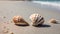 Seashells on the Beach. Beach Sand with Seashells. Coastal Shell Collection.