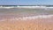 Seashells on beach with sea waves, close up