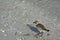 Seashells, Bird and Ocean on a Florida beach