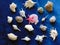 Seashells on blue background