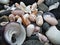 Seashells at the chilean pacific coast