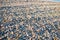 Seashells and clams on sunrise coastal sandy beach seascape