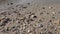 Seashells at a clean sandy beach