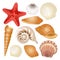 Seashells collection