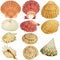 Seashells collection