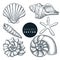 Seashells collection. Vector hand drawn sketch illustration. Summer travel design elements. Sea shells vintage icons set