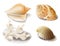 Seashells and coral